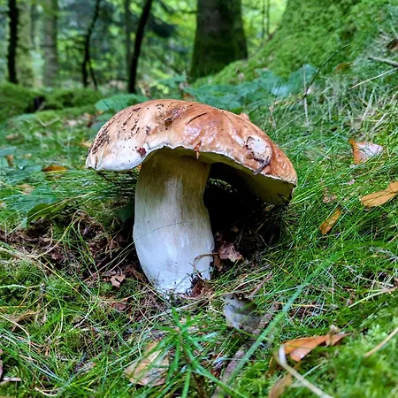 Сasa de vacaciones Du Grand Cedre Le Soulié